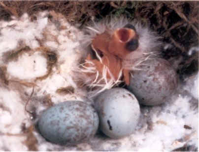 A Newly Hatched Fife Chick